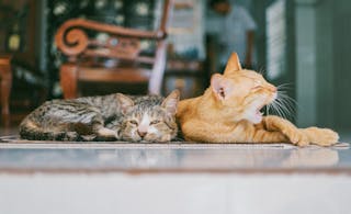 Two Orange and Brown Cats Reclined on Brown Rug