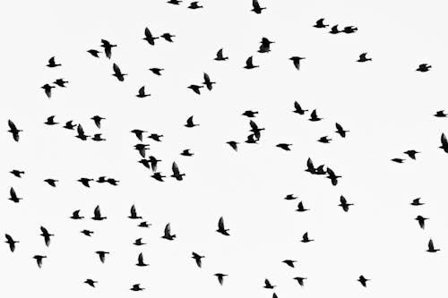 Foto Monocromática De Bandada De Pájaros Voladores