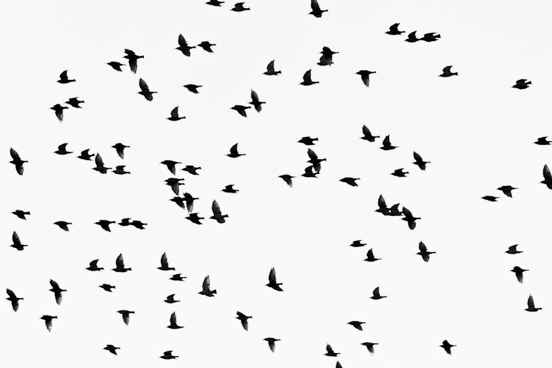 Foto Monokrom Kawanan Burung Terbang