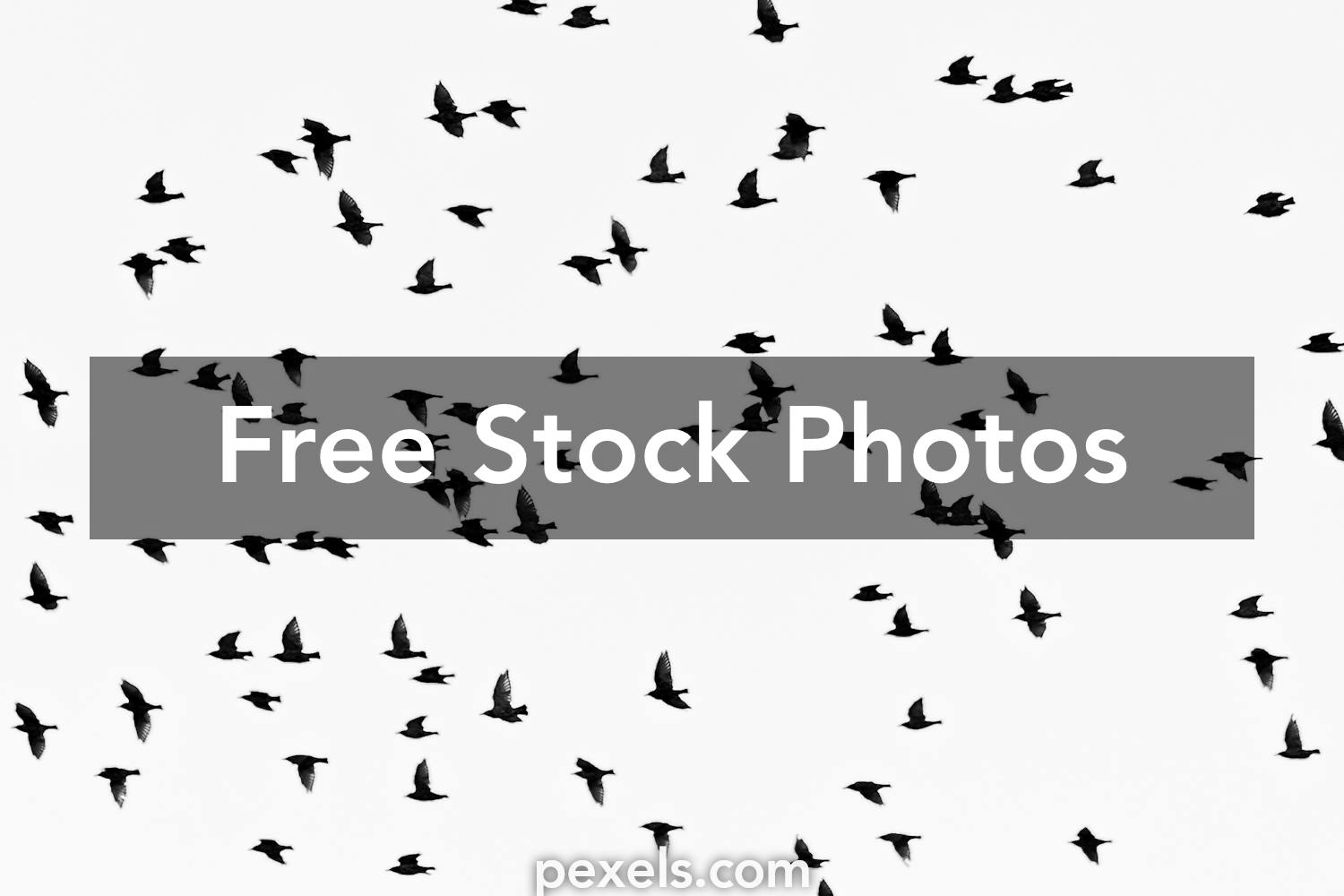 Black Bird Photos, Download The BEST Free Black Bird Stock Photos & HD ...