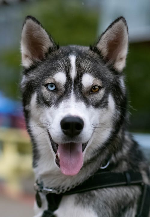 White and Black Siberian Husky