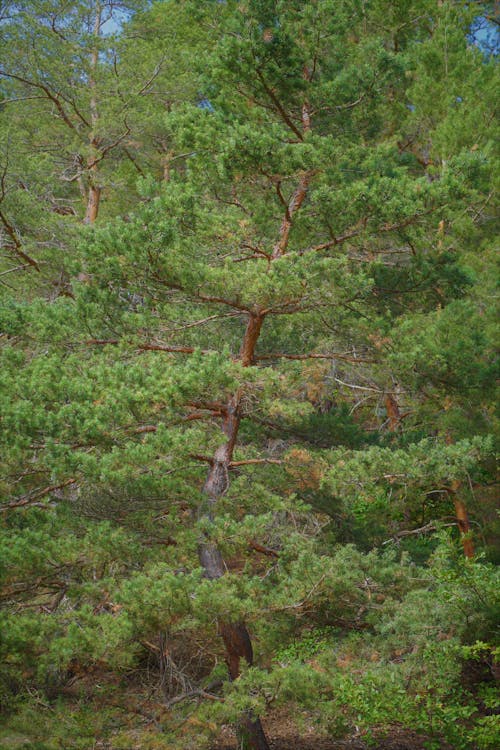 Imagine de stoc gratuită din arbori veșnic verzi, brad, codru