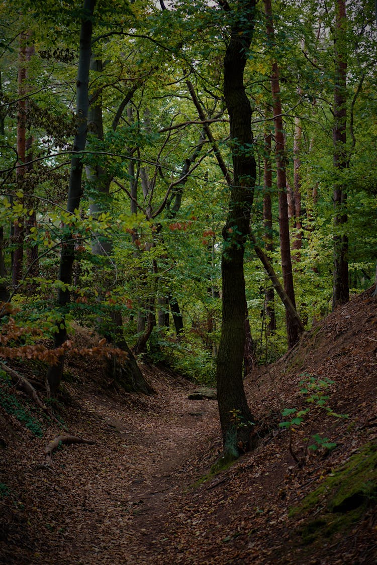 Photo Of Trees In The Woods