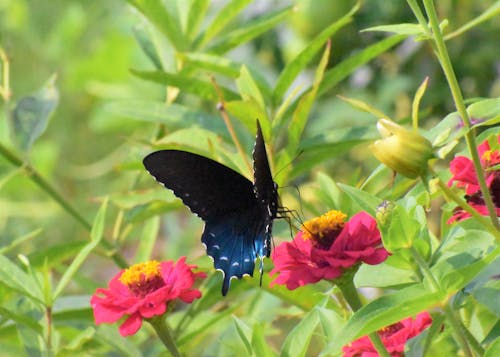 Free Beautiful Blue Swallowtail Stock Photo