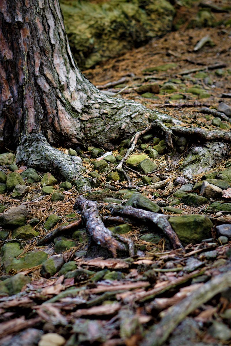 Fallen tree branches after a storm