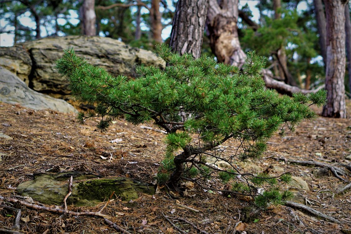 Small Pin Tree Small Pine Tree · Free Stock Photo