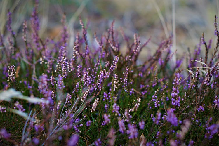 Close-Up Photograph Of Heather Flowers