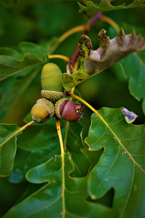 Close-Up Shot of a Ladybug on an Acorn