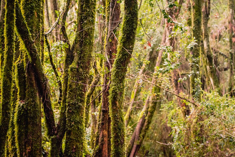 Forest Trees Covered In Moss