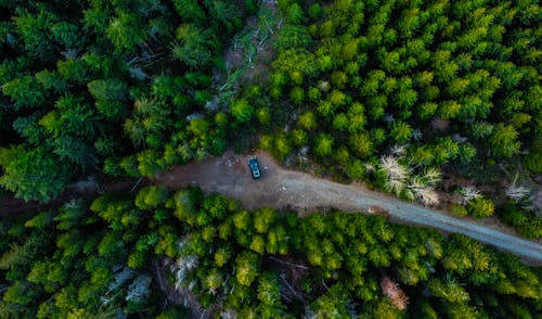 Základová fotografie zdarma na téma les, letecká fotografie, pohled shora