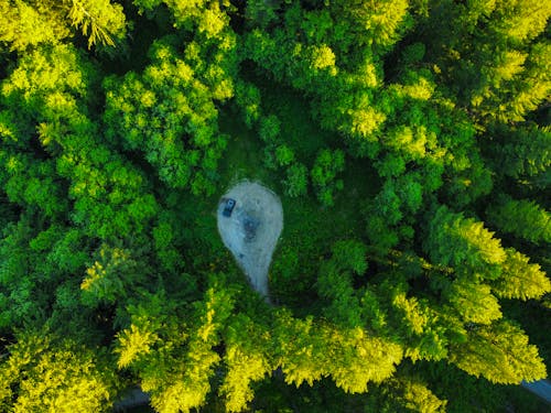 Foto d'estoc gratuïta de arbres verds, bosc, foto des d'un dron