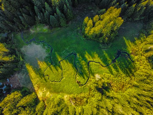 Darmowe zdjęcie z galerii z drewno, drzewa iglaste, fotografia lotnicza