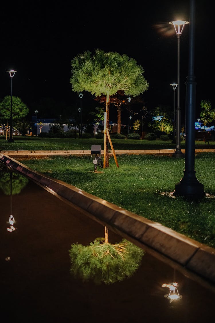 Green Trees In The Park During Night Time