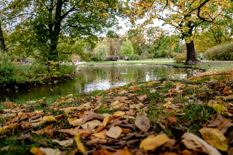 Brown Dried Leaves On Ground Beside River