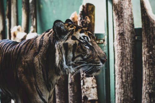 Bengal Tiger Standing Near Wooden Logs