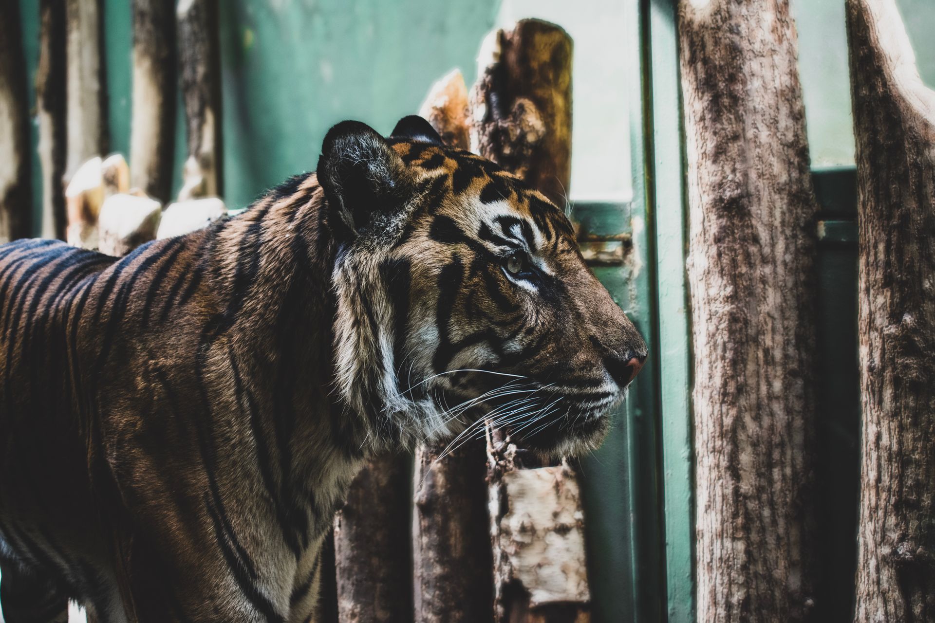 Bengal Tiger Standing Near Wooden Logs