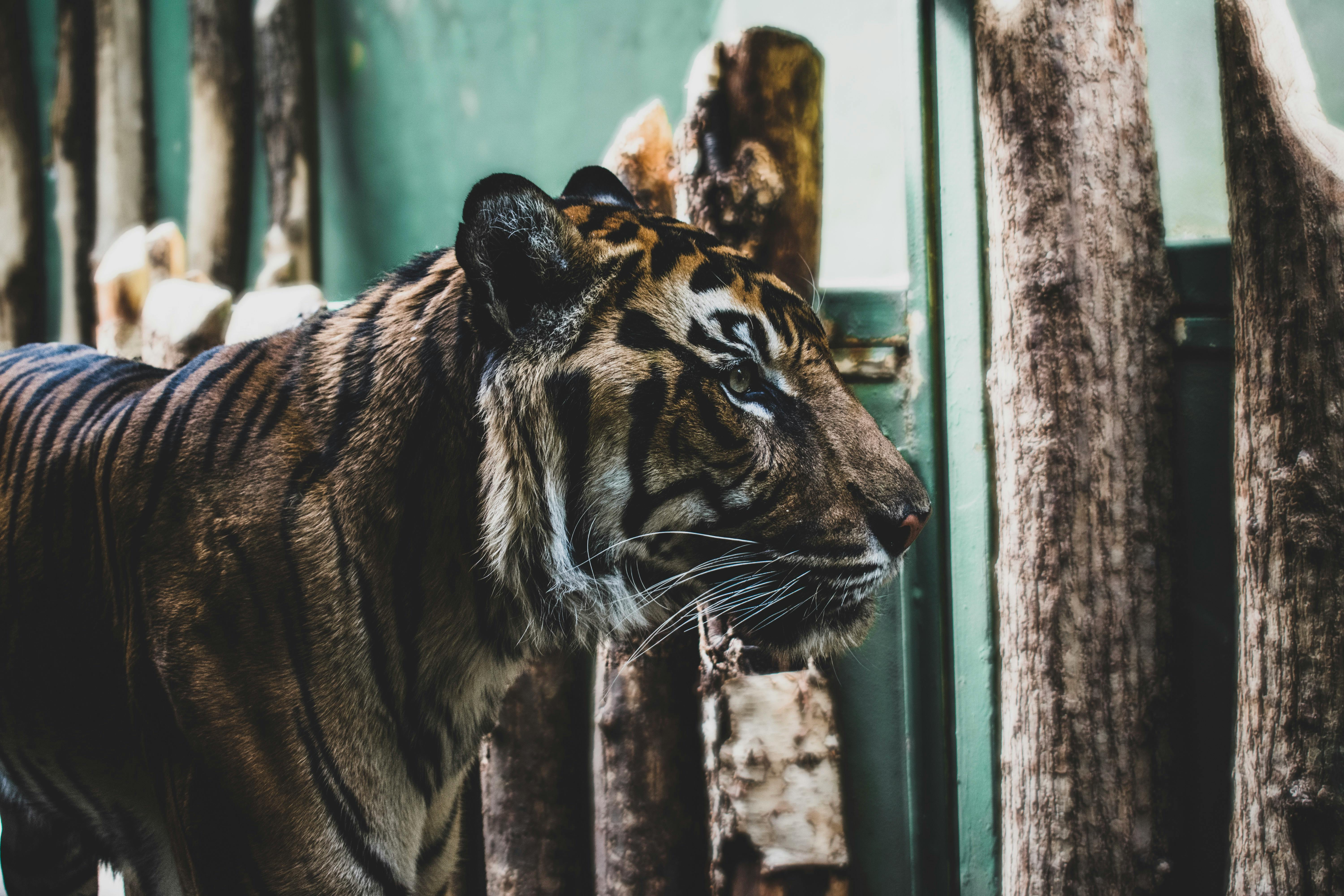 100 Majestic Tiger Pictures  Pexels  Free Stock Photos