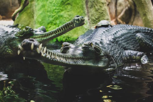 Free Black Alligator on Water Stock Photo