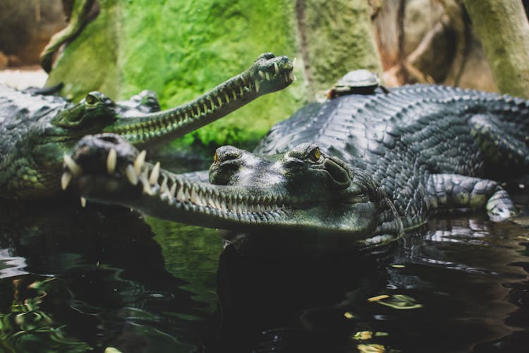 Black Alligator On Water