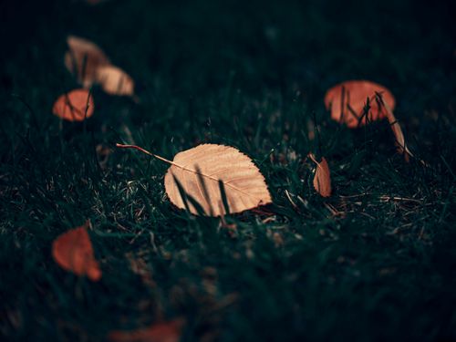 Free A detailed view of fallen leaves on green grass during autumn, capturing a serene outdoor scene. Stock Photo
