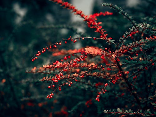 Close-up of Red Fruits on Green Plants