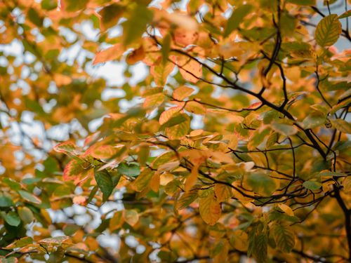 Free Close-up of colorful autumn leaves with natural light and texture. Stock Photo