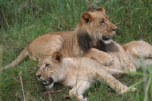 Brown Lion and Lioness Lying on Grass