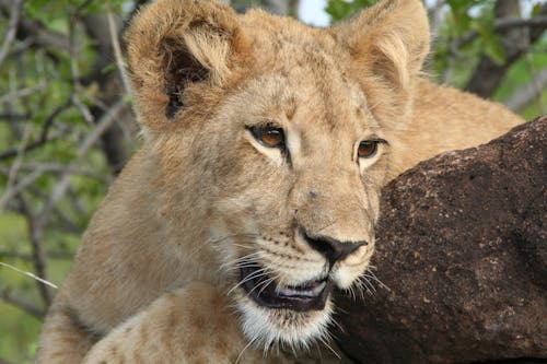 Close Up Photo of a Lioness