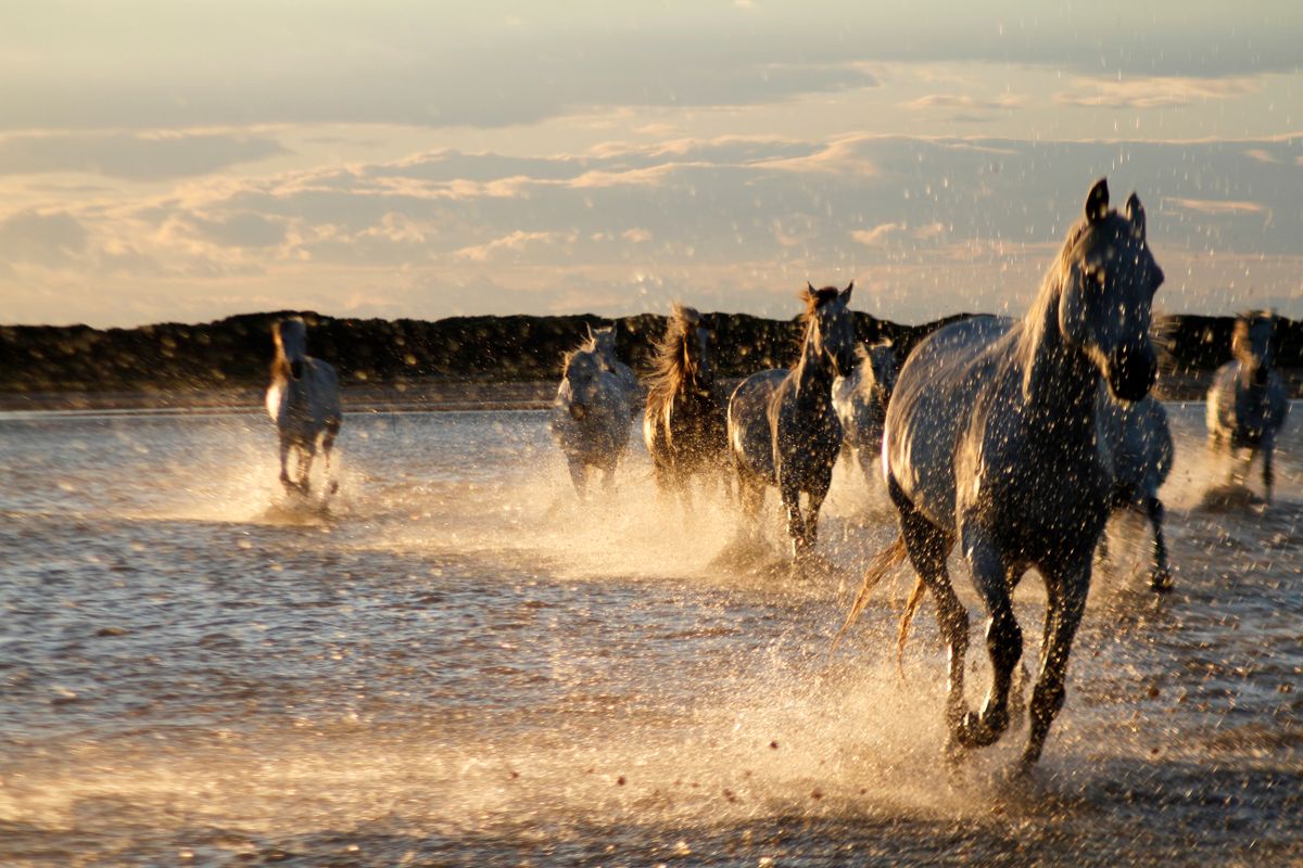 Semi-wild white Camargue horses galloping through the surf in the south of France