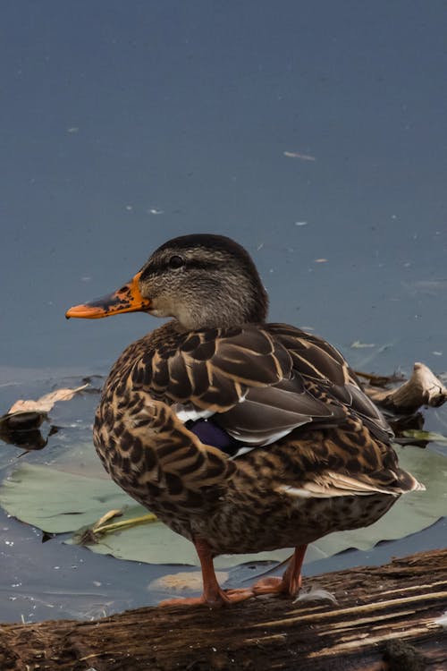 Close-Up Shot of a Duck by the Water 