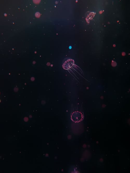 Free Captivating view of glowing jellyfish swimming in the dark ocean depths, highlighting their ethereal beauty. Stock Photo