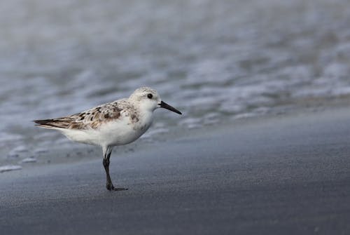 Sanderling Bird Perched on a Shore