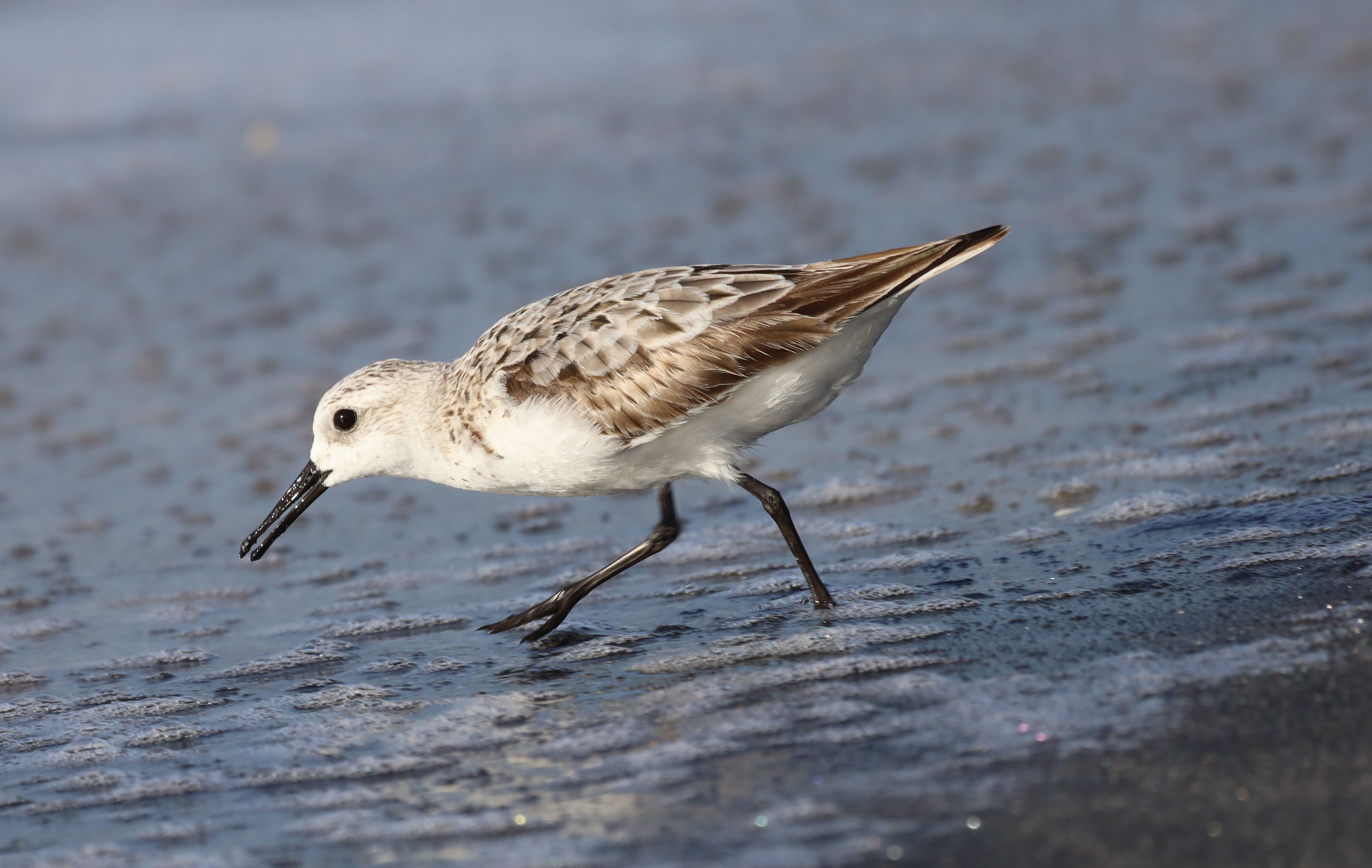 Sitka Waders Photos, Download The BEST Free Sitka Waders Stock Photos