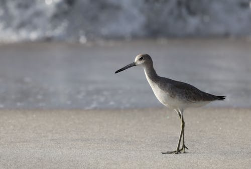 A Willet Bird Standing on the Sand 
