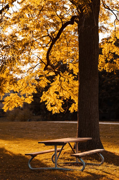 Picnic Table Beside a Tree