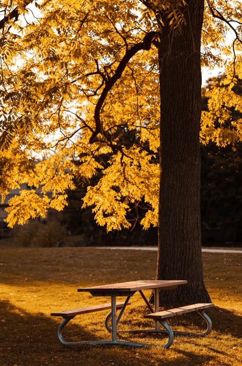 Free Serene park scene in Toronto with a picnic table under vibrant autumn leaves. Stock Photo