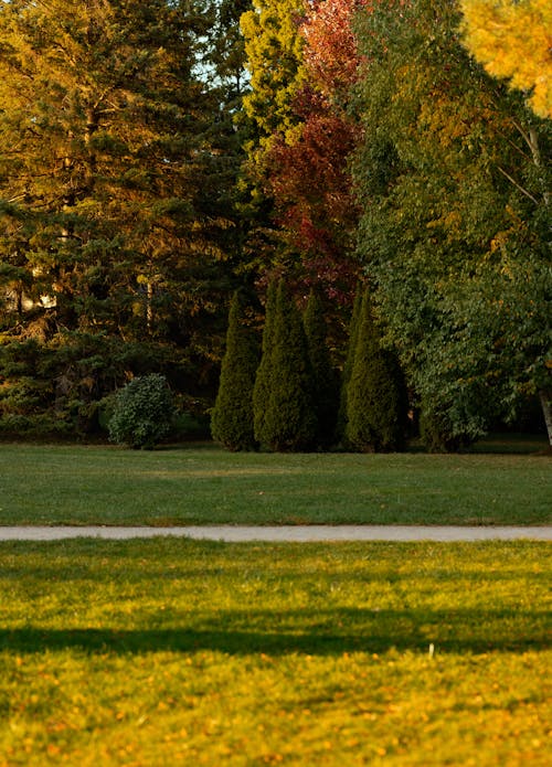 Lawn, Shrubs and Trees in a Park