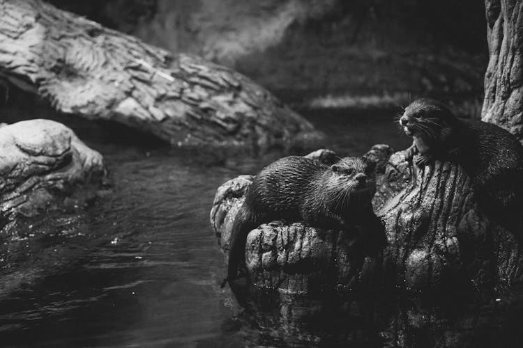 Grayscale Photograph Of Otters