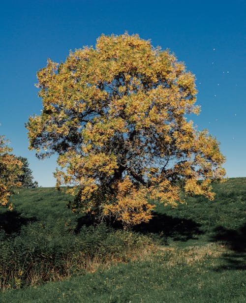 Fotos de stock gratuitas de árbol verde, césped verde, cielo azul
