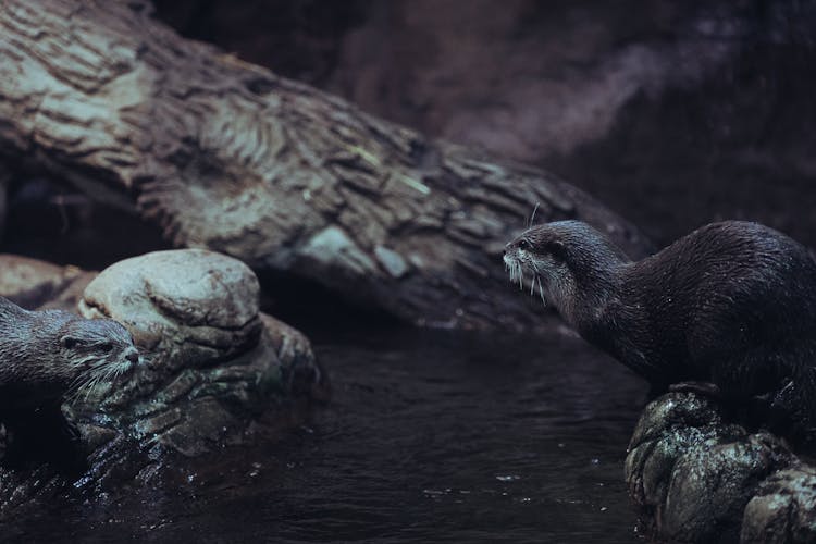 Close-Up Photograph Of Otters