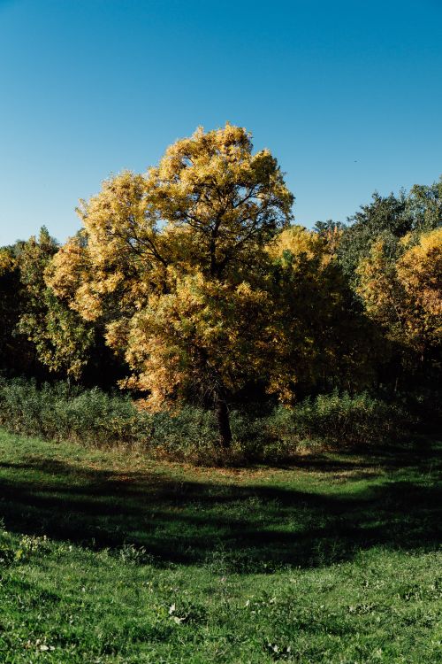 Free A vibrant autumn landscape displaying a tree with golden leaves under a bright blue sky. Stock Photo