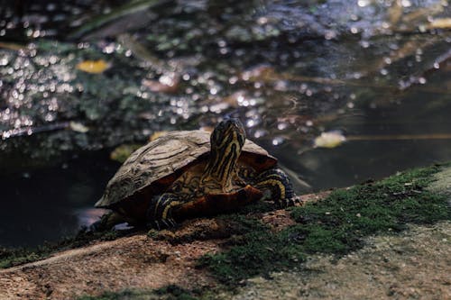 Kostenloses Stock Foto zu gemalte schildkröte, kriechen, panzer