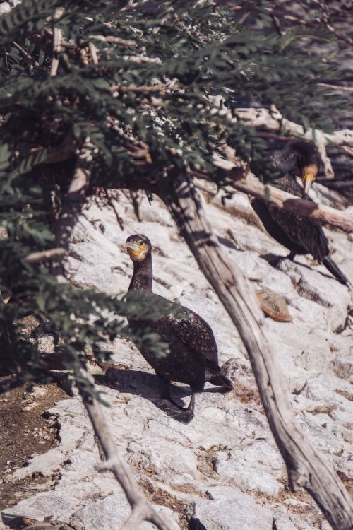 Free Two cormorants resting on a rocky shoreline in Poroszló, Hungary, surrounded by foliage. Stock Photo