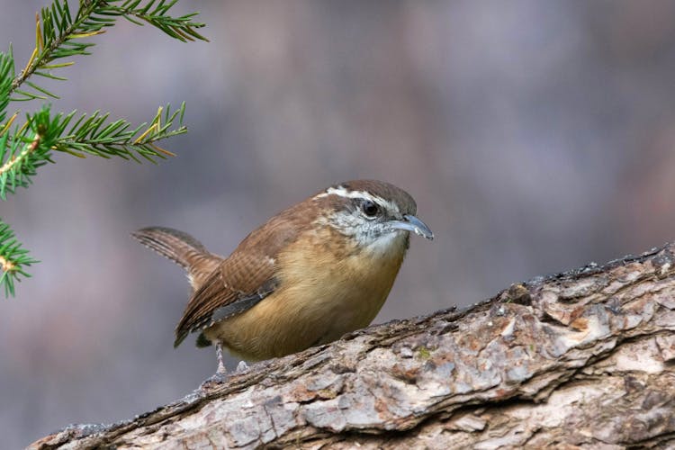 Carolina Wren Bird Close-Up Photo