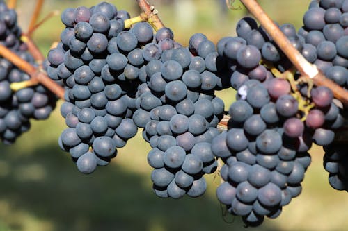 Безкоштовне стокове фото на тему «букет, виноград, виноградна лоза»