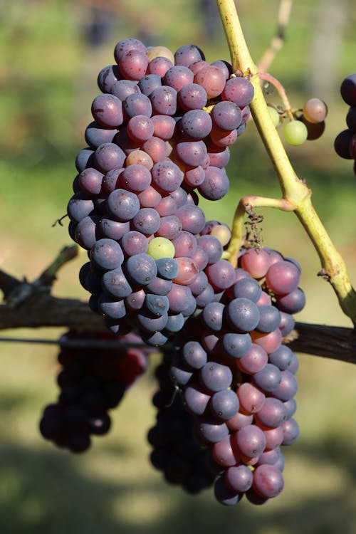 Close-Up Shot of Grape Fruit