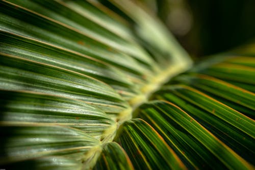 Foto stok gratis abstrak, daun tropis, hijau