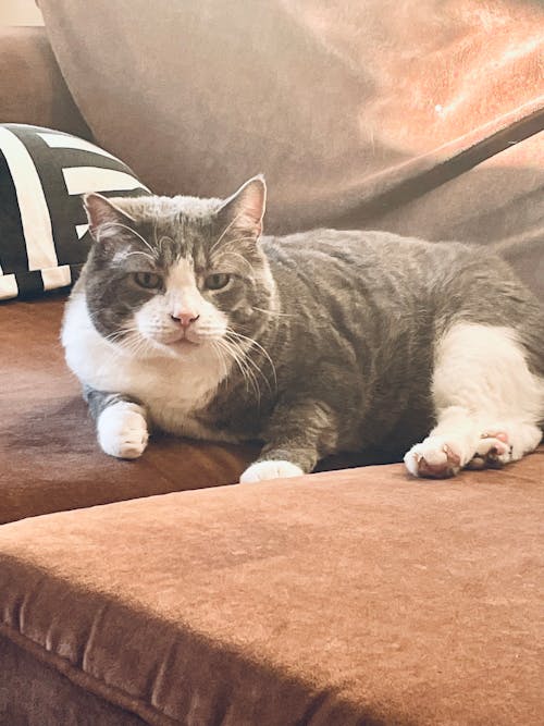 Foto profissional grátis de amante de gatos, gato cinzento, gato no sofá