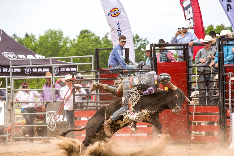 Person Riding A Bull