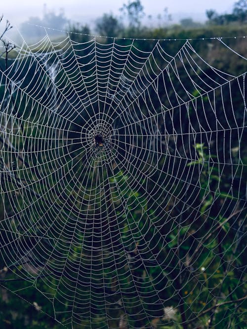 Spider on a Spider Web